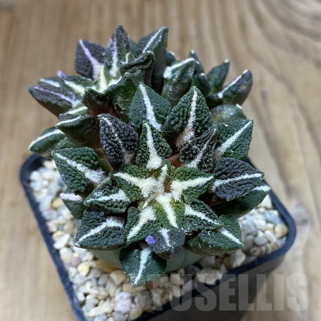 SH1617 Ariocarpus kotschoubeyanus v. elephantidens, grafted - Image 2