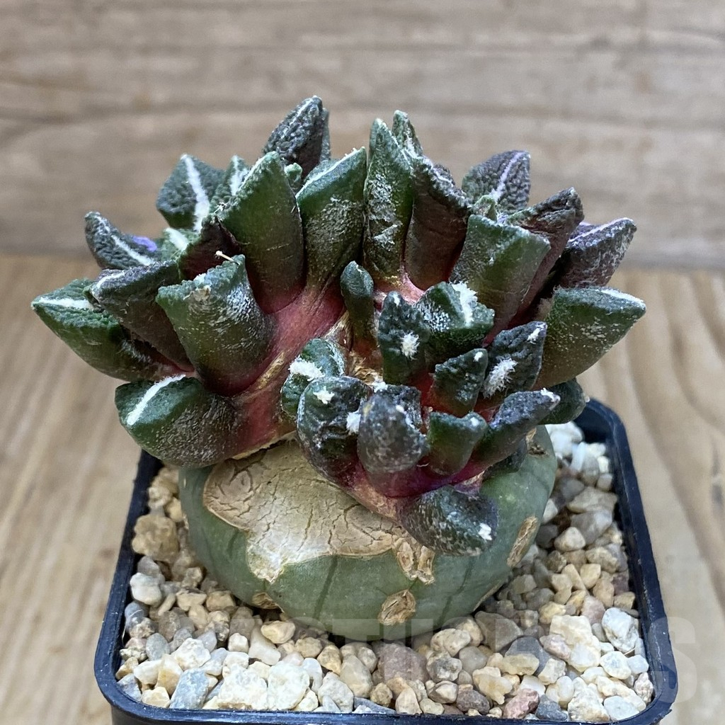 SH1617 Ariocarpus kotschoubeyanus v. elephantidens, grafted - Image 3