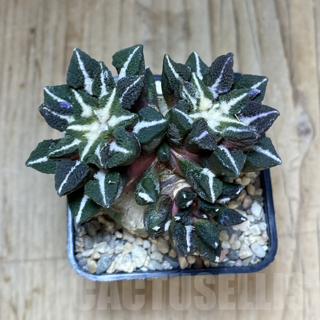 SH1617 Ariocarpus kotschoubeyanus v. elephantidens, grafted - Image 4