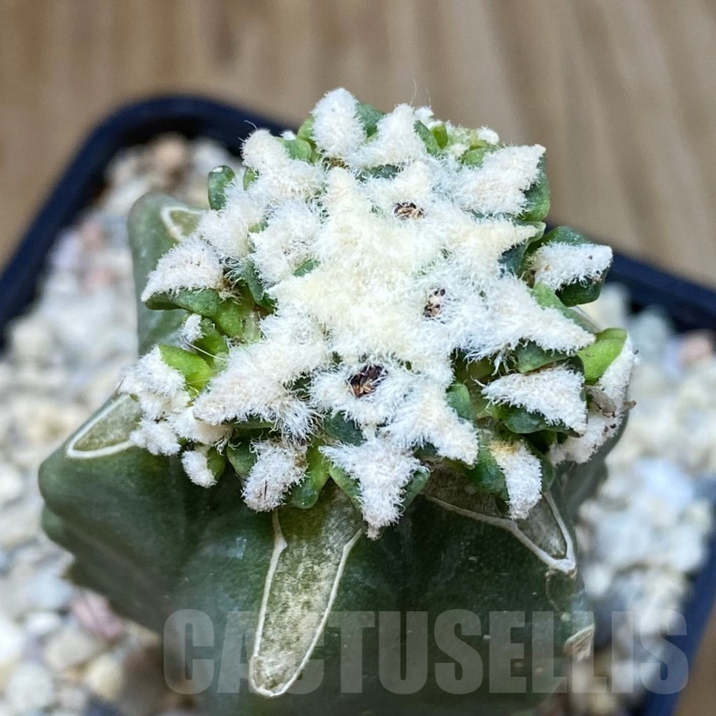 SH1619 Ariocarpus kotschoubeyanus hybrid, grafted