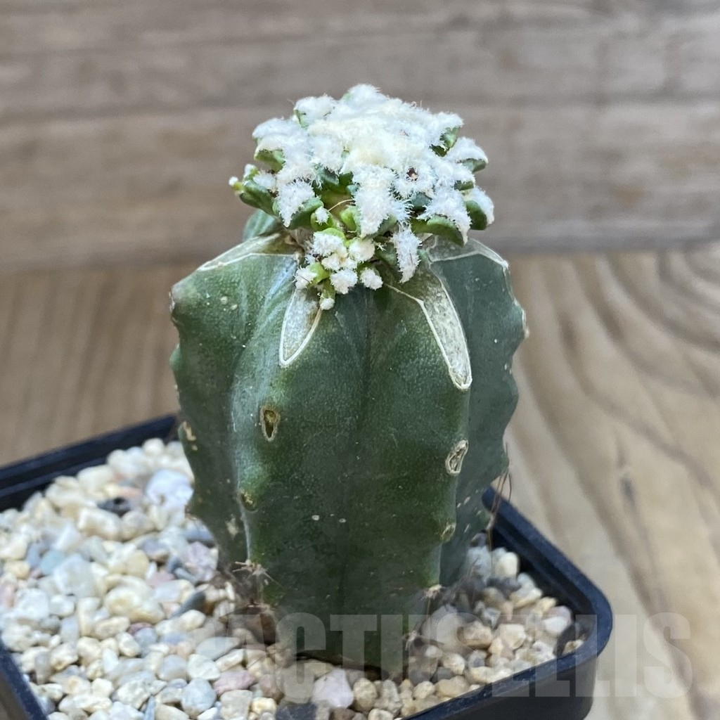 SH1619 Ariocarpus kotschoubeyanus hybrid, grafted - immagine 2