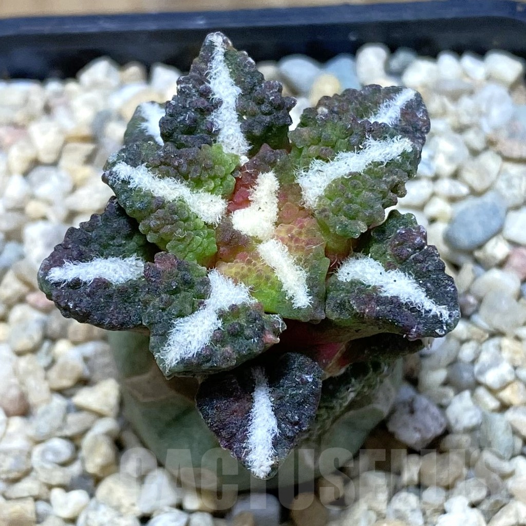 SH1620 Ariocarpus kotschoubeyanus v. elephantidens ‘Oibo’, grafted