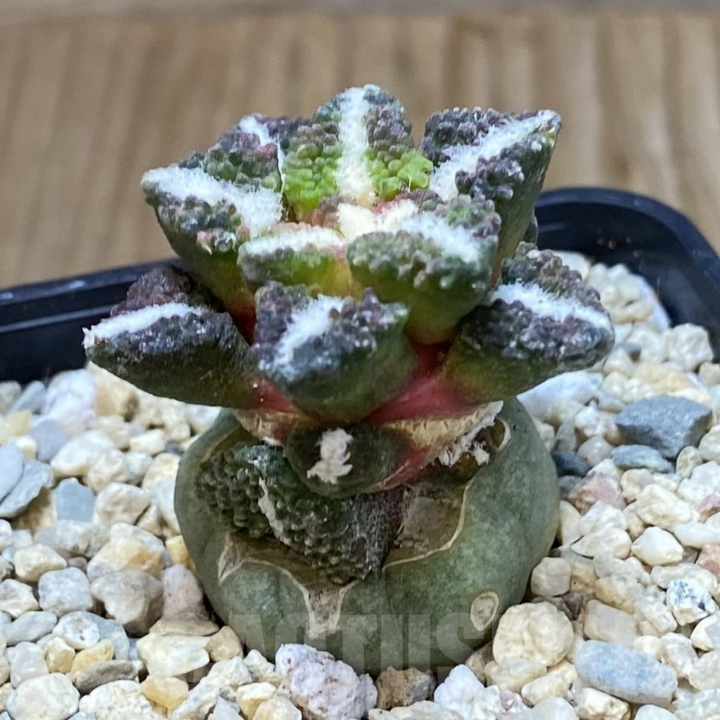 SH1620 Ariocarpus kotschoubeyanus v. elephantidens ‘Oibo’, grafted - immagine 2