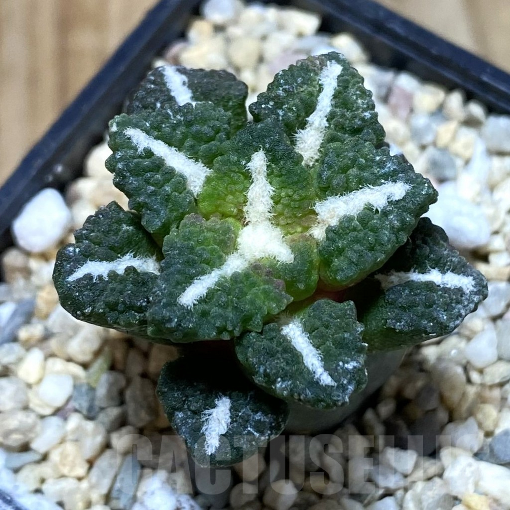 SH1621 Ariocarpus kotschoubeyanus v. elephantidens ‘Oibo’, grafted