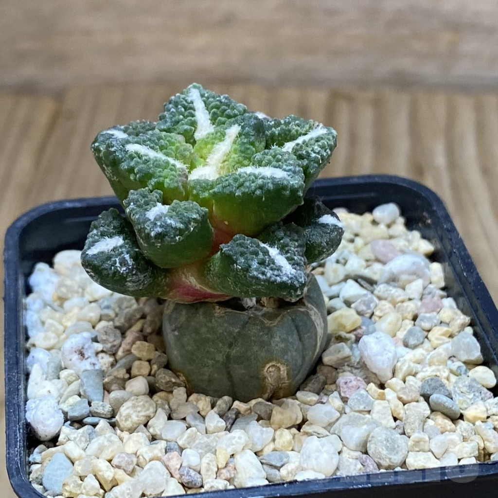 SH1621 Ariocarpus kotschoubeyanus v. elephantidens ‘Oibo’, grafted - immagine 2