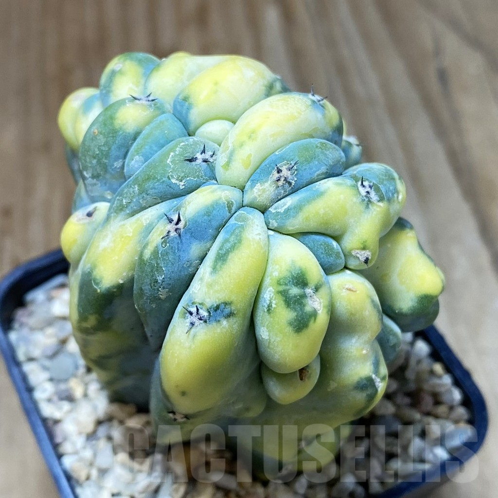 SH1622 Myrtillocactus geometrizans f. cristata variegata
