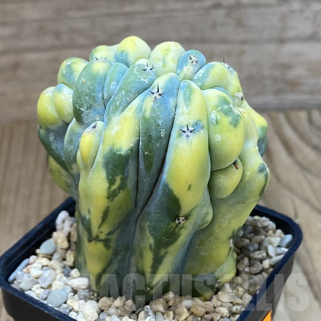 SH1622 Myrtillocactus geometrizans f. cristata variegata - immagine 2