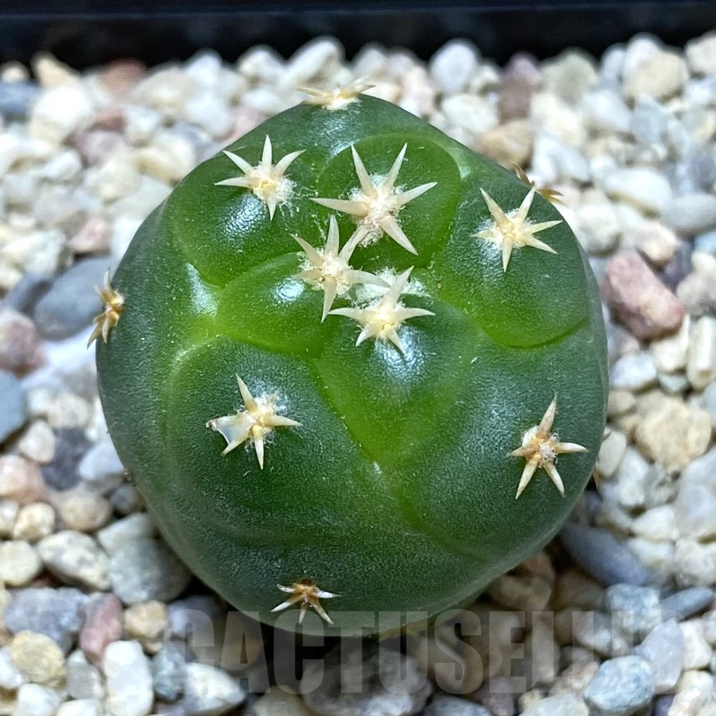 SH1623 Coryphantha elephantidens ‘Titan’