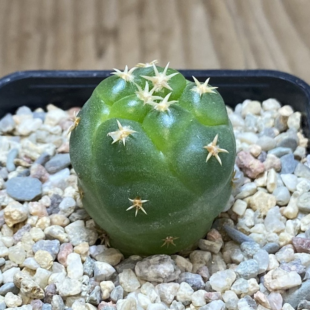SH1623 Coryphantha elephantidens ‘Titan’ - immagine 2