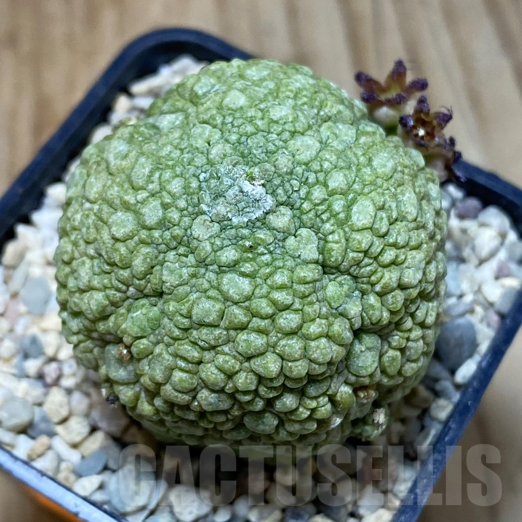 SH1624 Pseudolithos migiurtinus