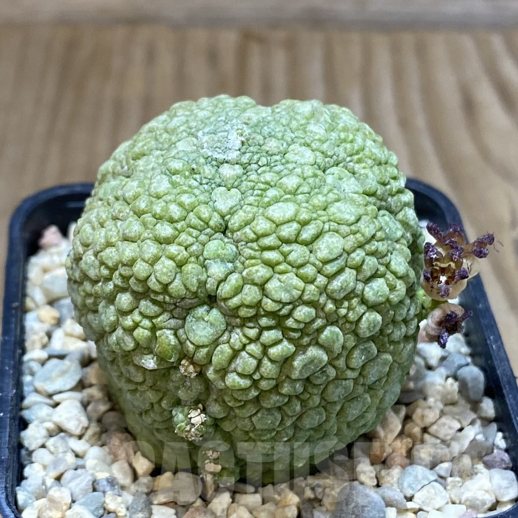 SH1624 Pseudolithos migiurtinus - immagine 2