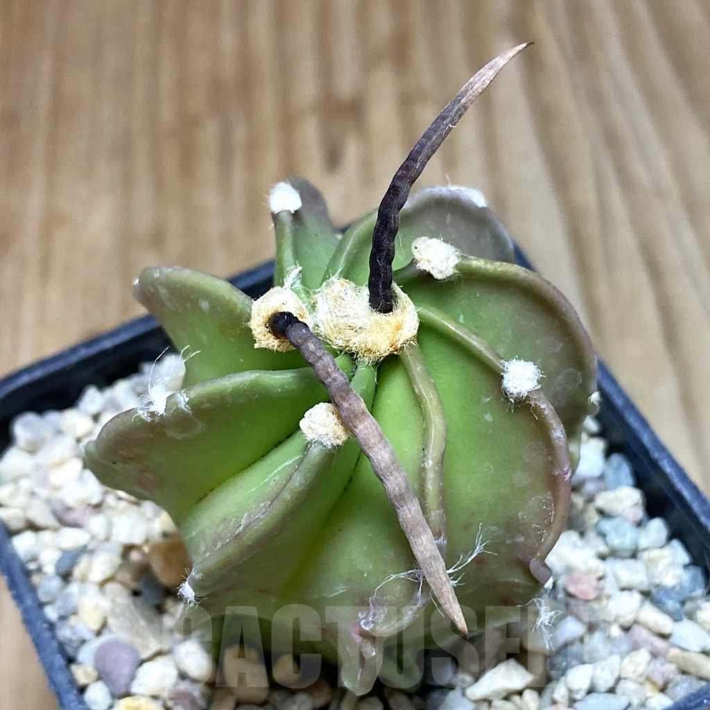 SH1627 Astrophytum crassispinum ‘Taiho’ hybrid