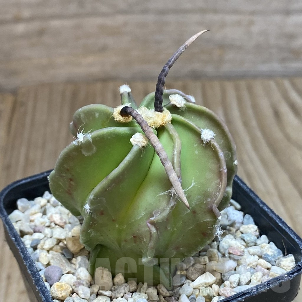 SH1627 Astrophytum crassispinum ‘Taiho’ hybrid - Obrázek 2