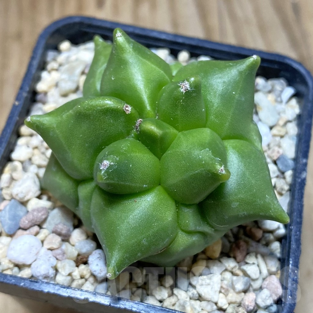 SH1628 Astrophytum myriostigma ‘Kikko’