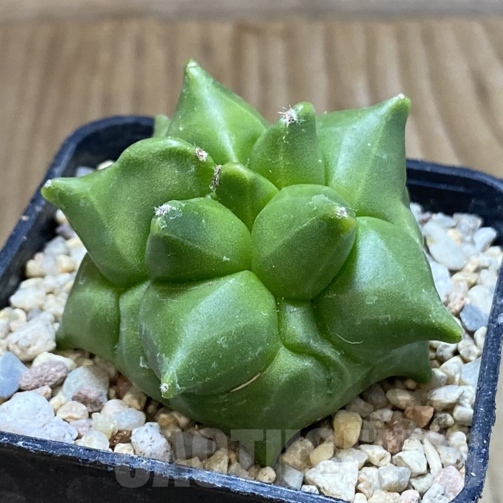 SH1628 Astrophytum myriostigma ‘Kikko’ - Obrázek 2