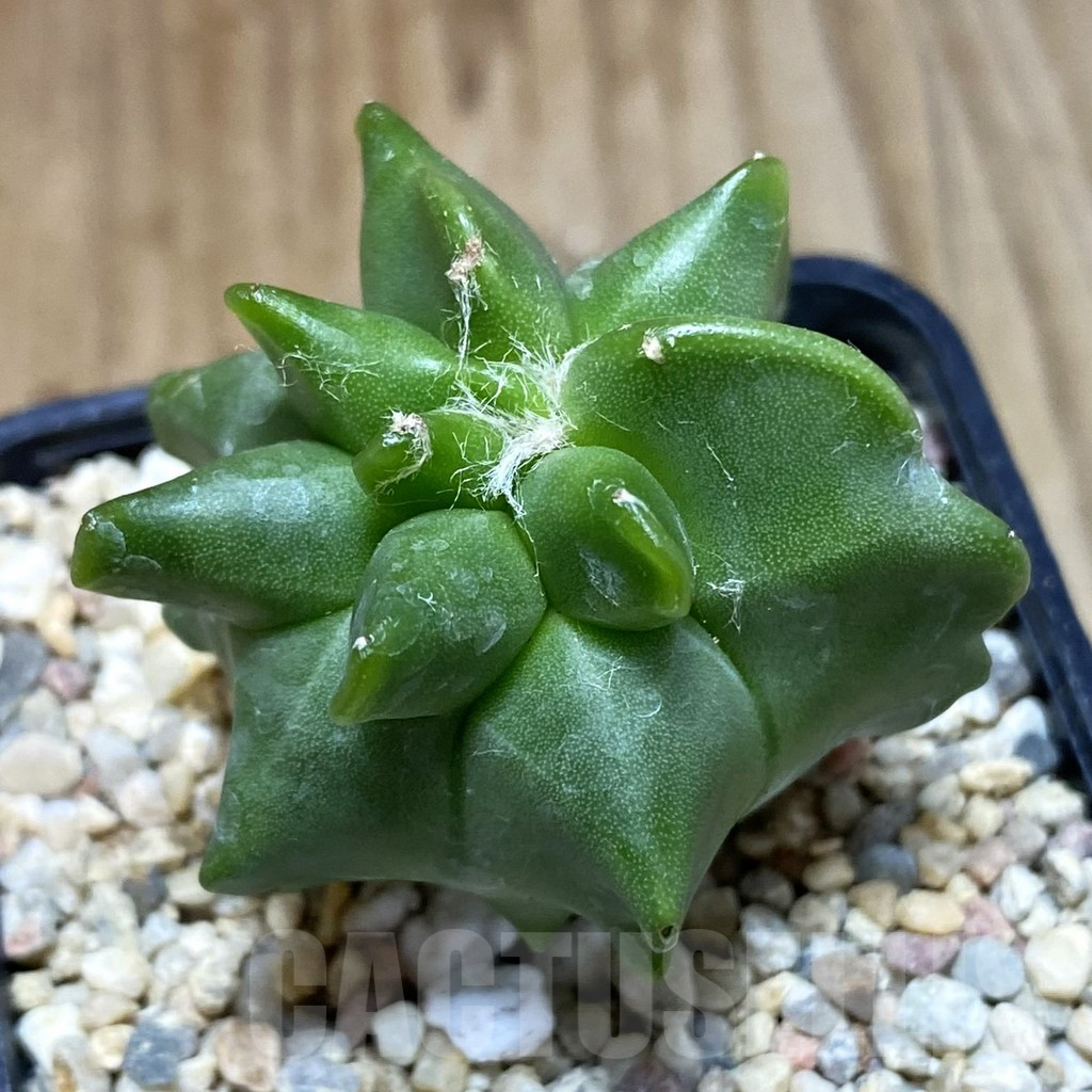 SH1629 Astrophytum myriostigma ‘Kikko’