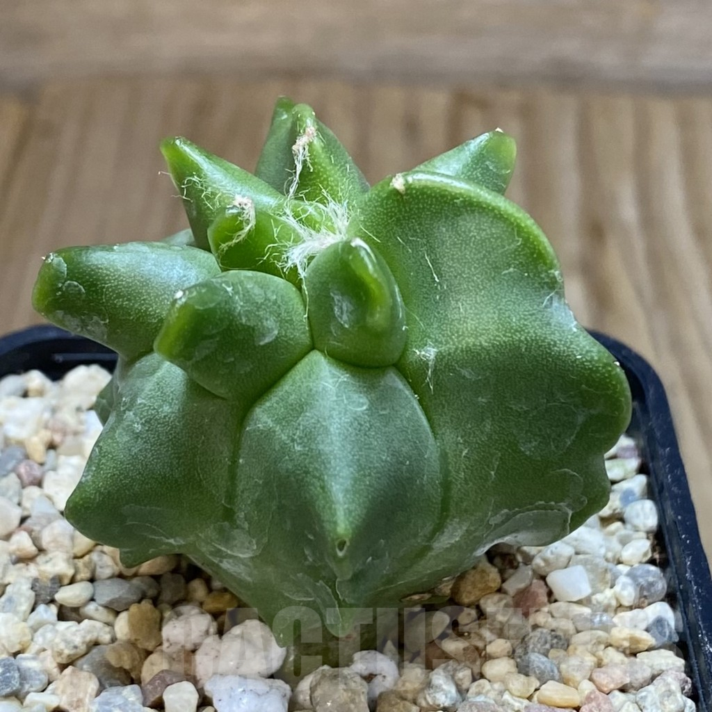 SH1629 Astrophytum myriostigma ‘Kikko’ – Image 2