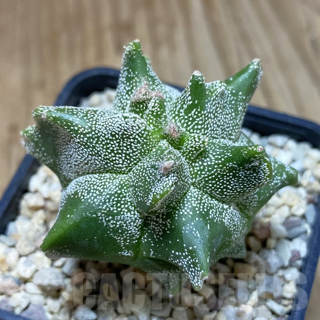 SH1630 Astrophytum myriostigma ‘Kikko’