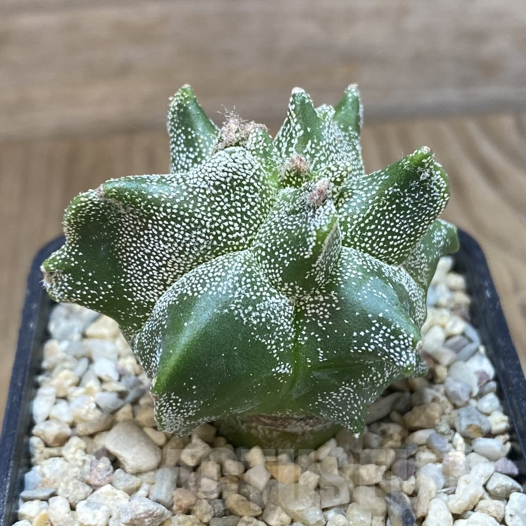 SH1630 Astrophytum myriostigma ‘Kikko’ – Bild 2
