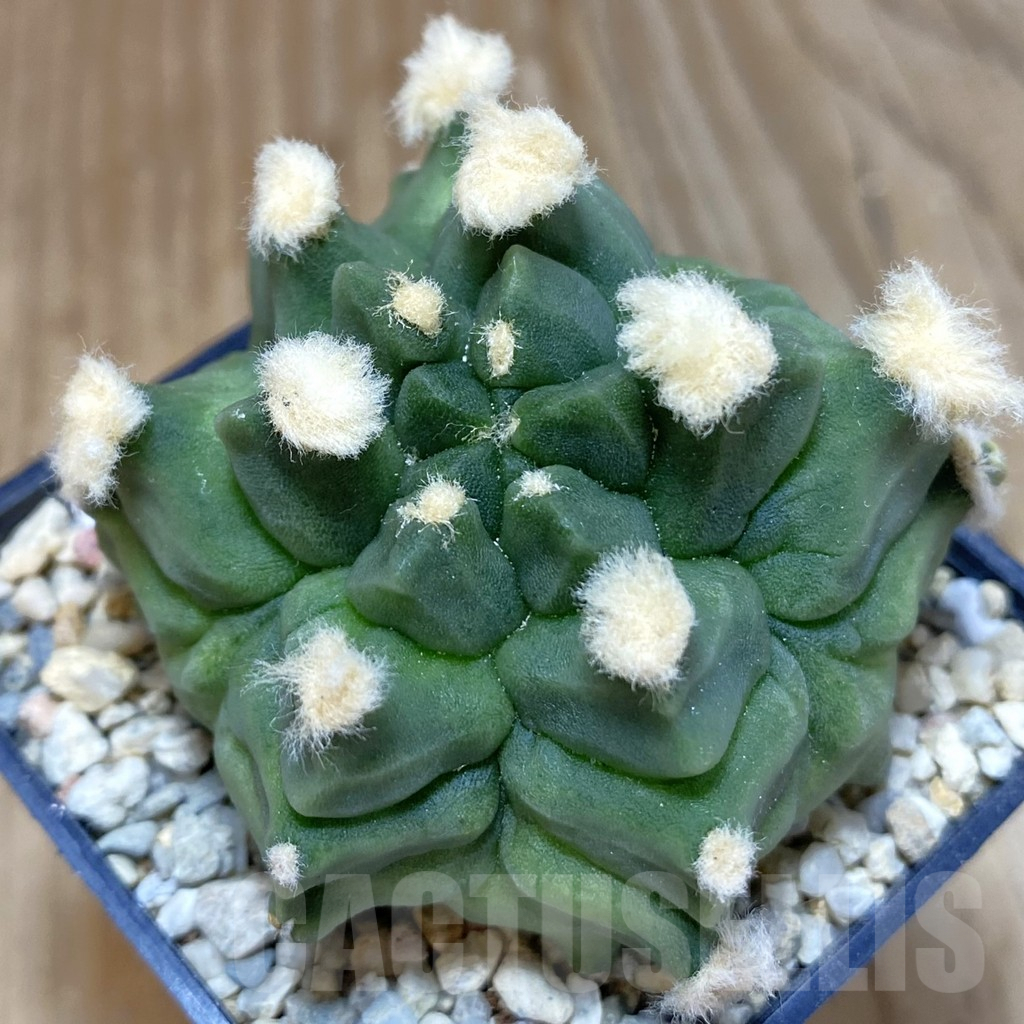 SH1631 Gymnocalycium mihanovichii ‘Transformer’