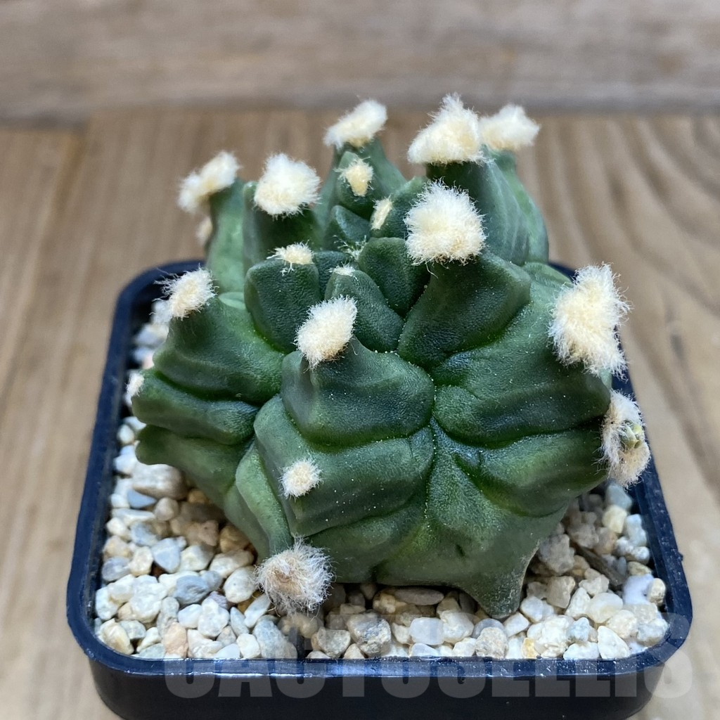 SH1631 Gymnocalycium mihanovichii ‘Transformer’ - Image 2