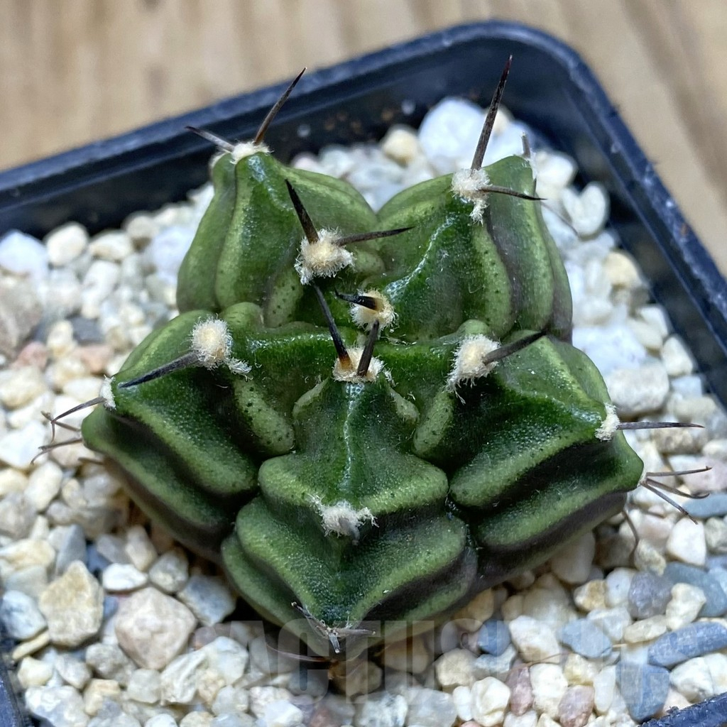 SH1764 Gymnocalycium mihanovichii ‘Transformer’ 5-ribs, seedling