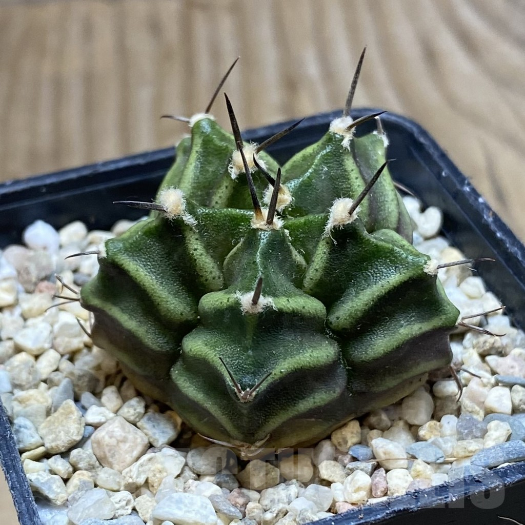SH1764 Gymnocalycium mihanovichii ‘Transformer’ 5-ribs, seedling – Bild 2