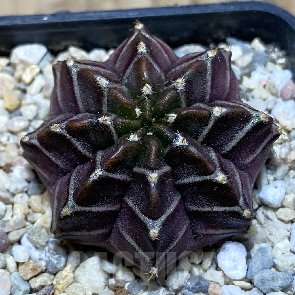 SH1765 Gymnocalycium mihanovichii ‘Nana’ x ‘Day Dream’, seedling