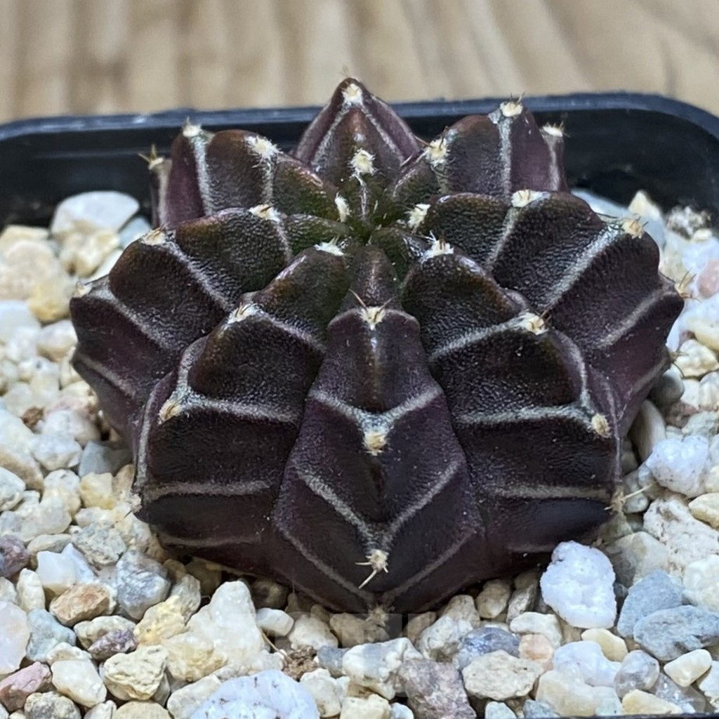 SH1765 Gymnocalycium mihanovichii ‘Nana’ x ‘Day Dream’, seedling – Bild 2