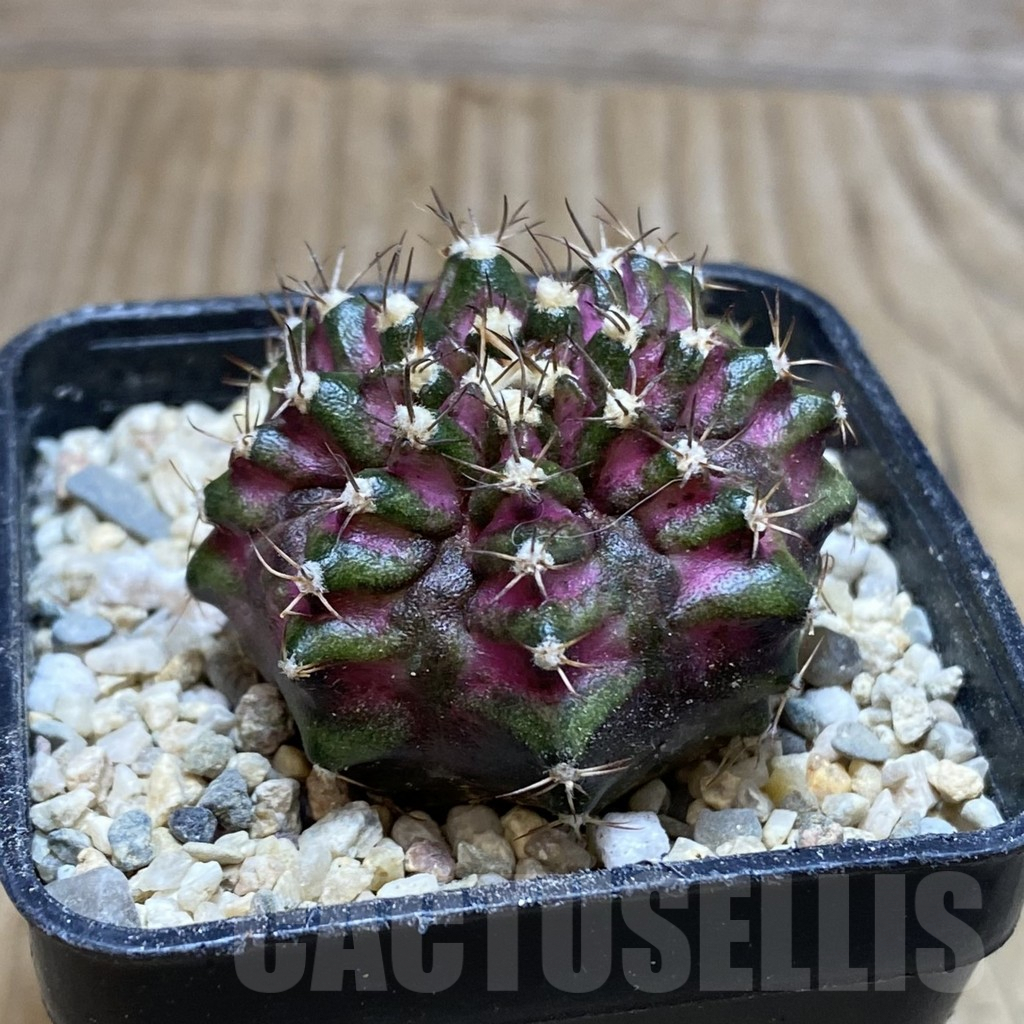 SH1770 Gymnocalycium mihanovichii ‘T-Lux’ – Bild 2