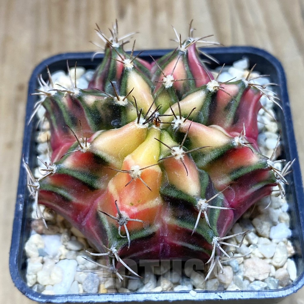 SH1771 Gymnocalycium mihanovichii, seedling