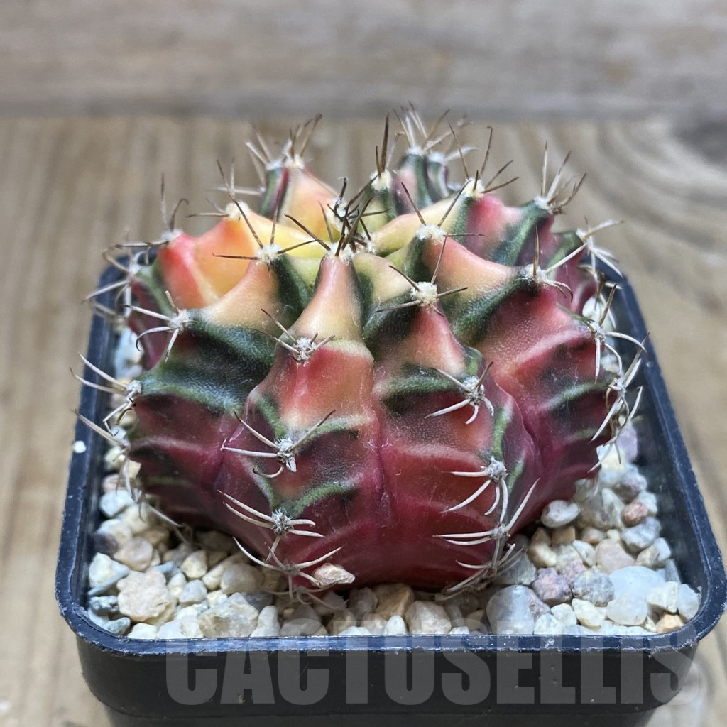 SH1771 Gymnocalycium mihanovichii, seedling – Bild 2