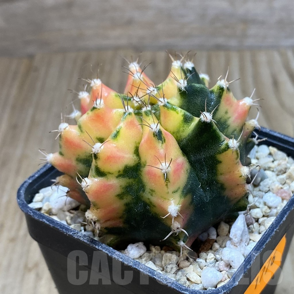 SH1776 Gymnocalycium mihanovichii ‘Orange Maucat' – Bild 2