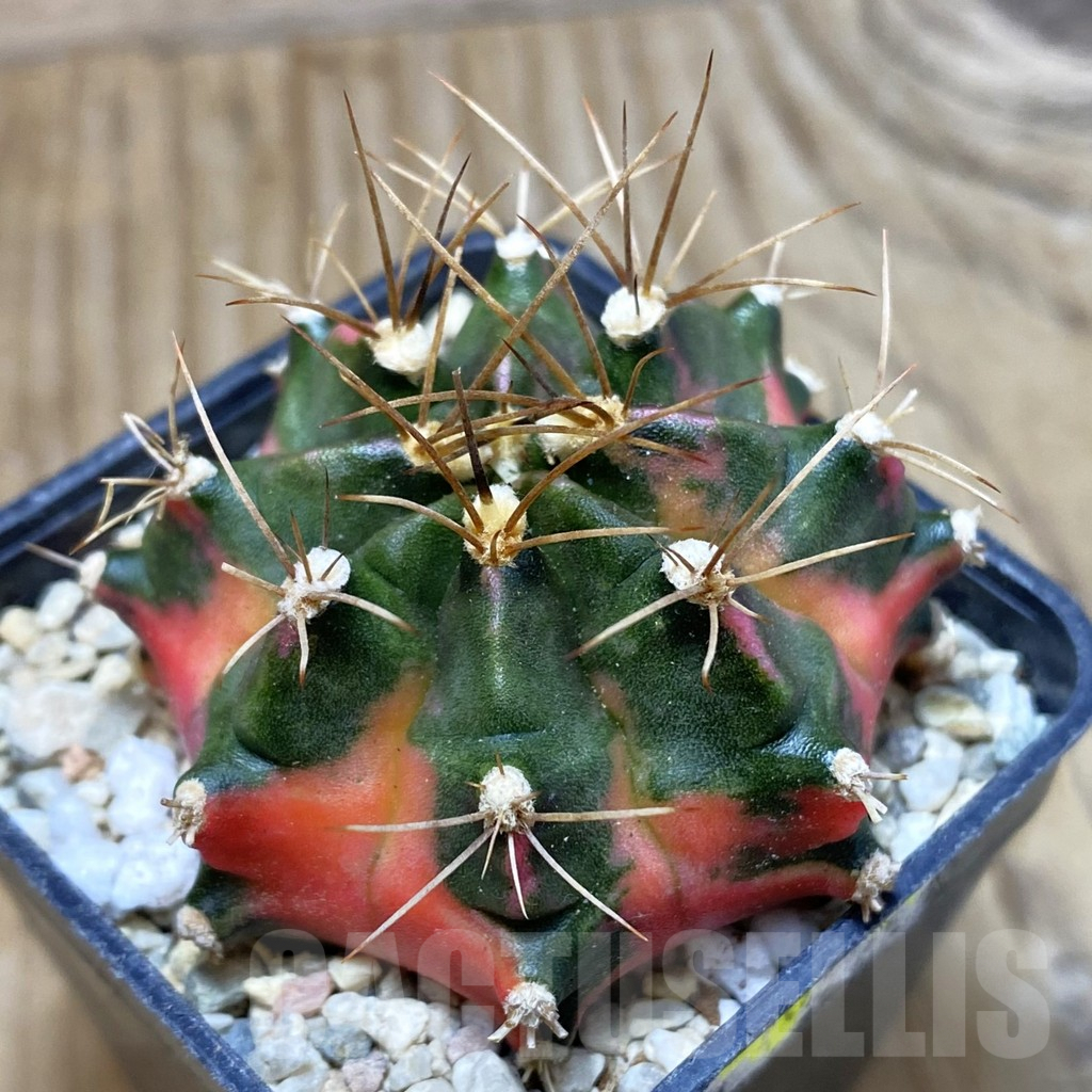 SH1778 Gymnocalycium mihanovichii ‘Pink Giant'