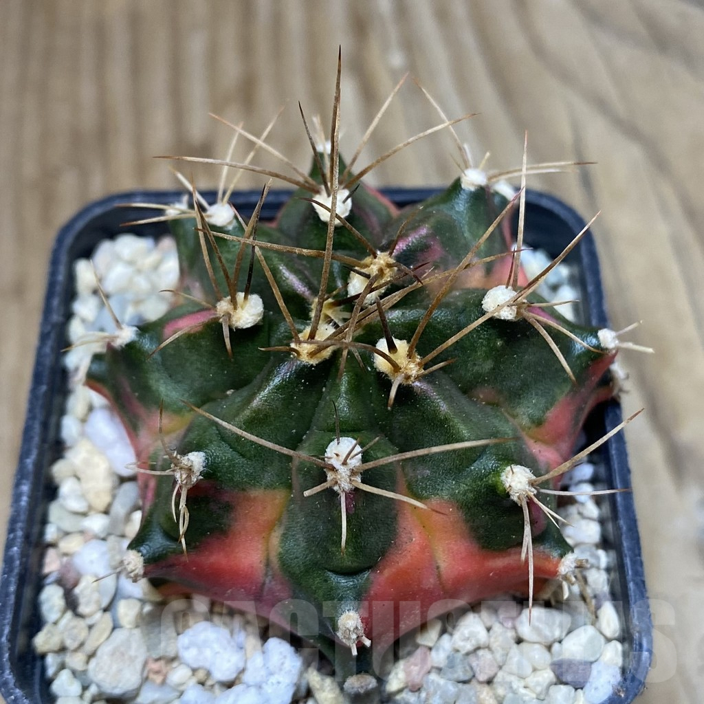 SH1778 Gymnocalycium mihanovichii ‘Pink Giant' – Bild 2