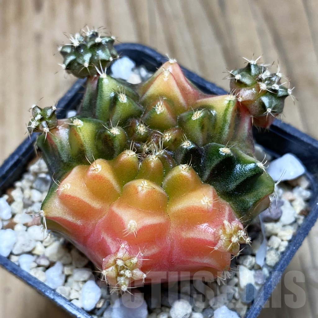 SH1784 Gymnocalycium mihanovichii ‘BS2'
