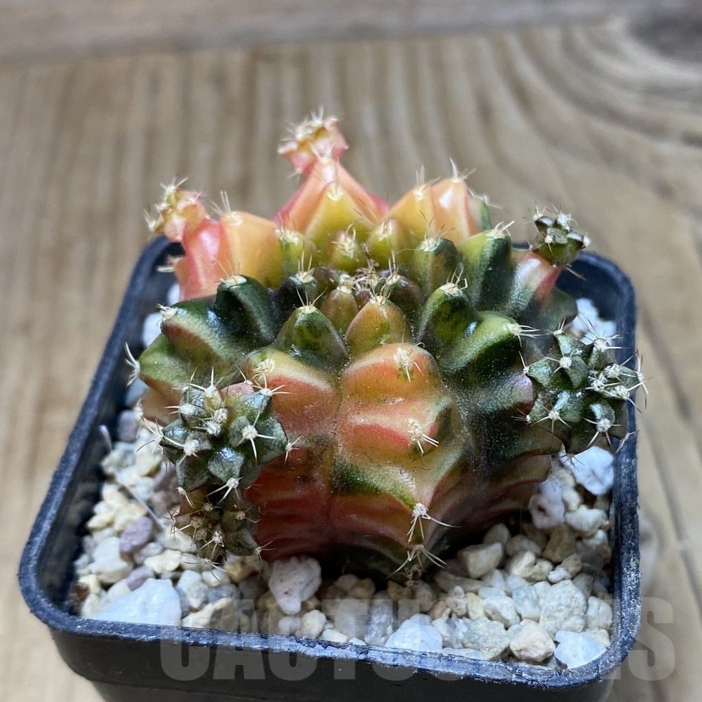 SH1784 Gymnocalycium mihanovichii ‘BS2' - immagine 2