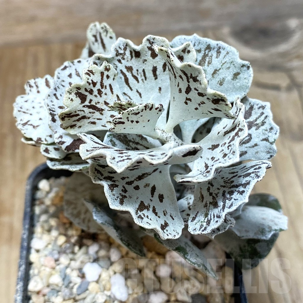 SH1737 Kalanchoe rhombopilosa