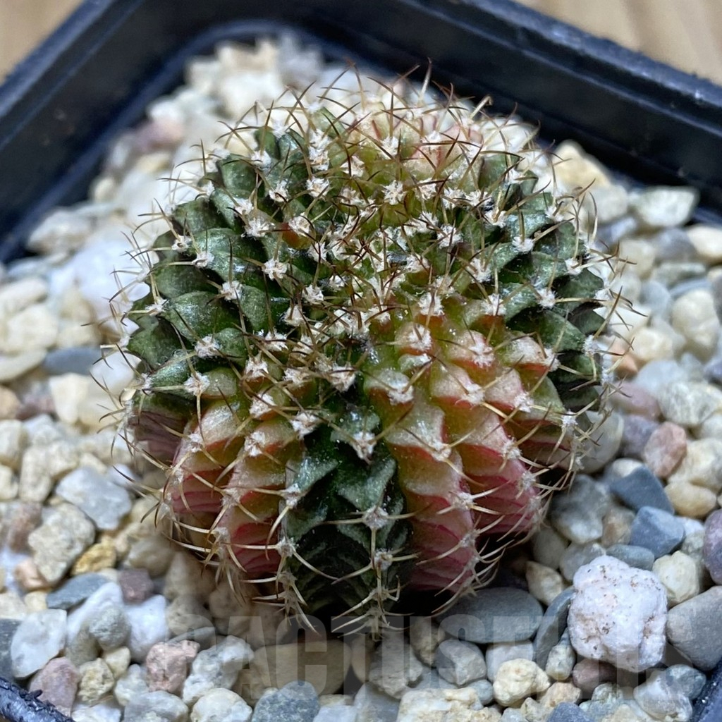 SH1788 Gymnocalycium friedrichii f. variegata