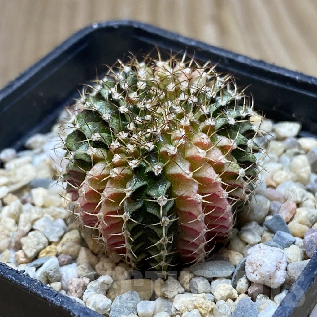 SH1788 Gymnocalycium friedrichii f. variegata – Image 2