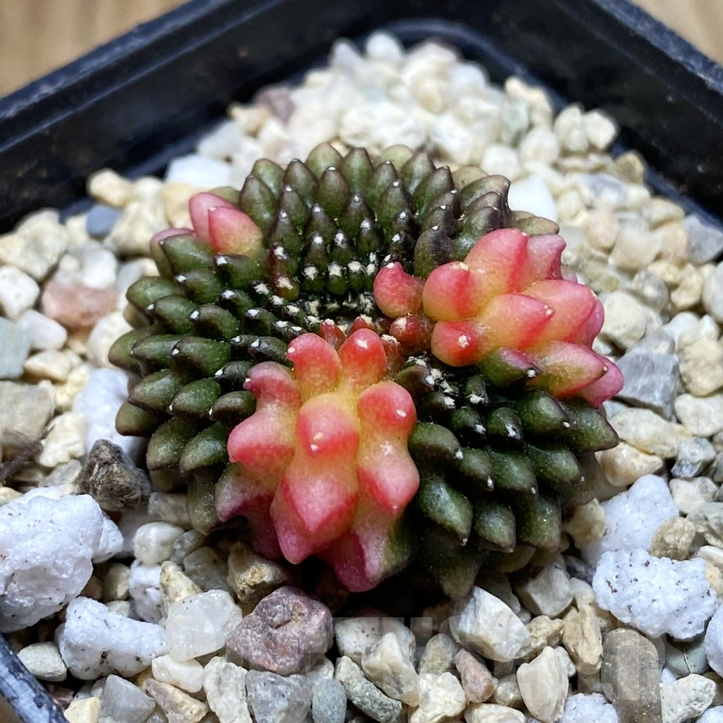 SH1790 Gymnocalycium mihanovichii ‘inermis’ f. variegata cristata