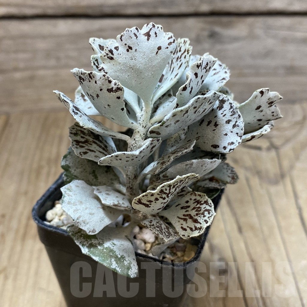 SH1737 Kalanchoe rhombopilosa – Bild 2