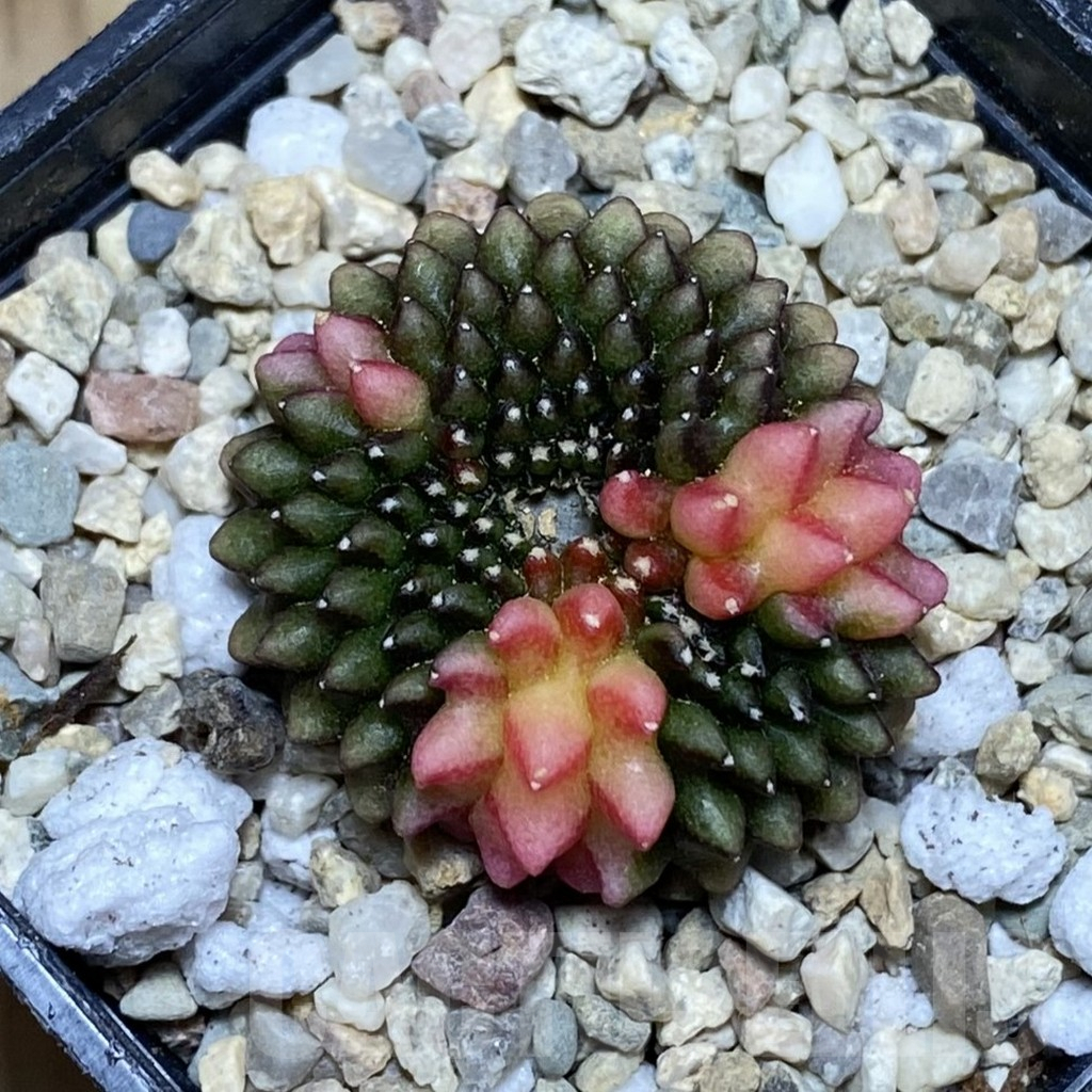 SH1790 Gymnocalycium mihanovichii ‘inermis’ f. variegata cristata - immagine 2