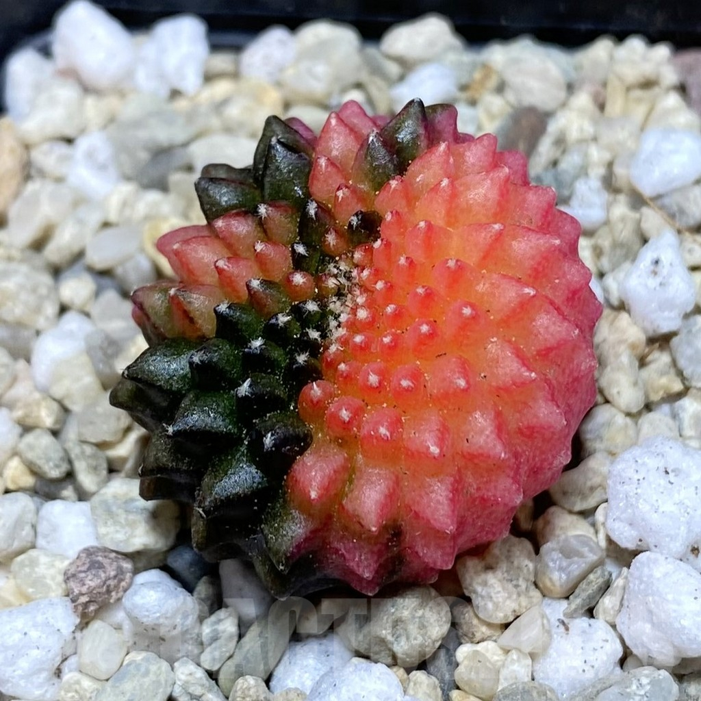 SH1791 Gymnocalycium mihanovichii ‘inermis’ f. variegata cristata