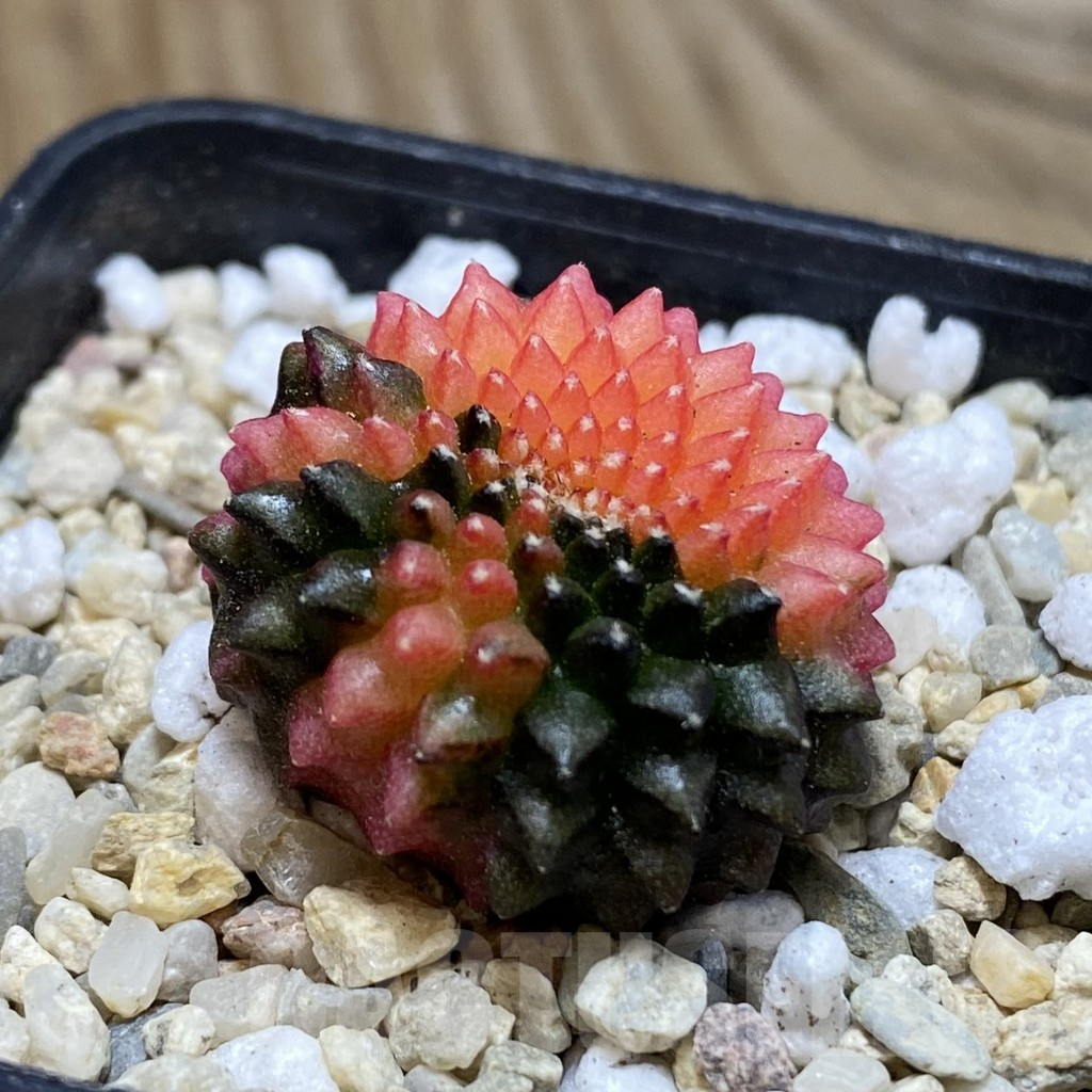 SH1791 Gymnocalycium mihanovichii ‘inermis’ f. variegata cristata - immagine 2