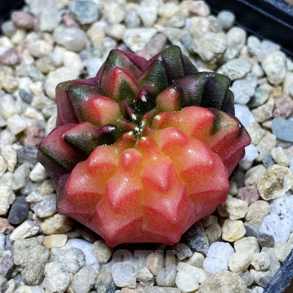 SH1792 Gymnocalycium mihanovichii ‘inermis’ f. variegata