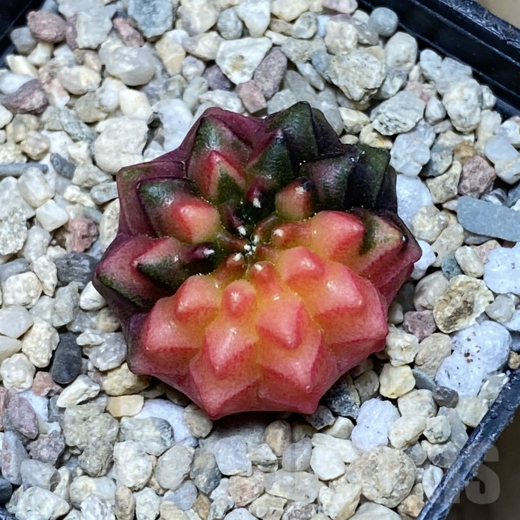 SH1792 Gymnocalycium mihanovichii ‘inermis’ f. variegata - Image 2