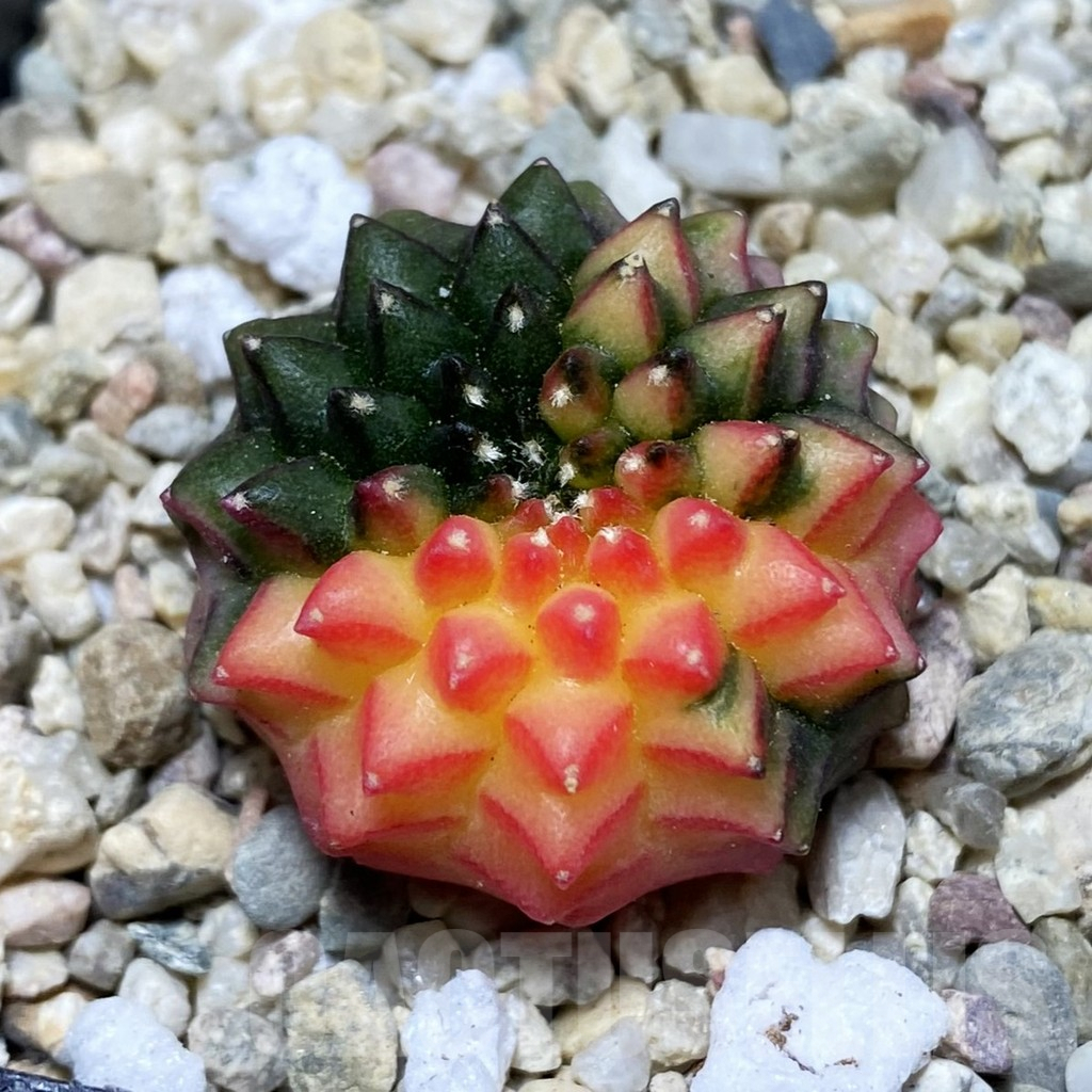 SH1793 Gymnocalycium mihanovichii ‘inermis’ f. variegata