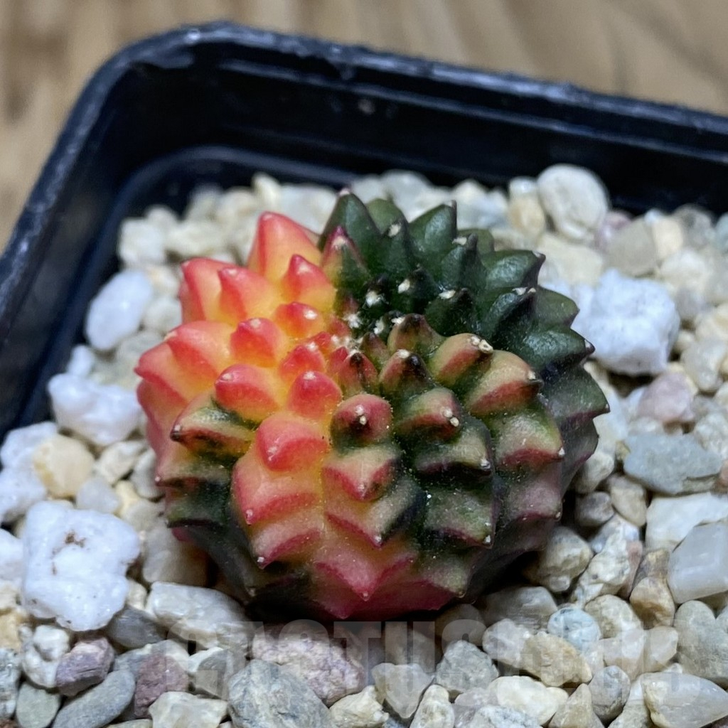 SH1793 Gymnocalycium mihanovichii ‘inermis’ f. variegata - immagine 2