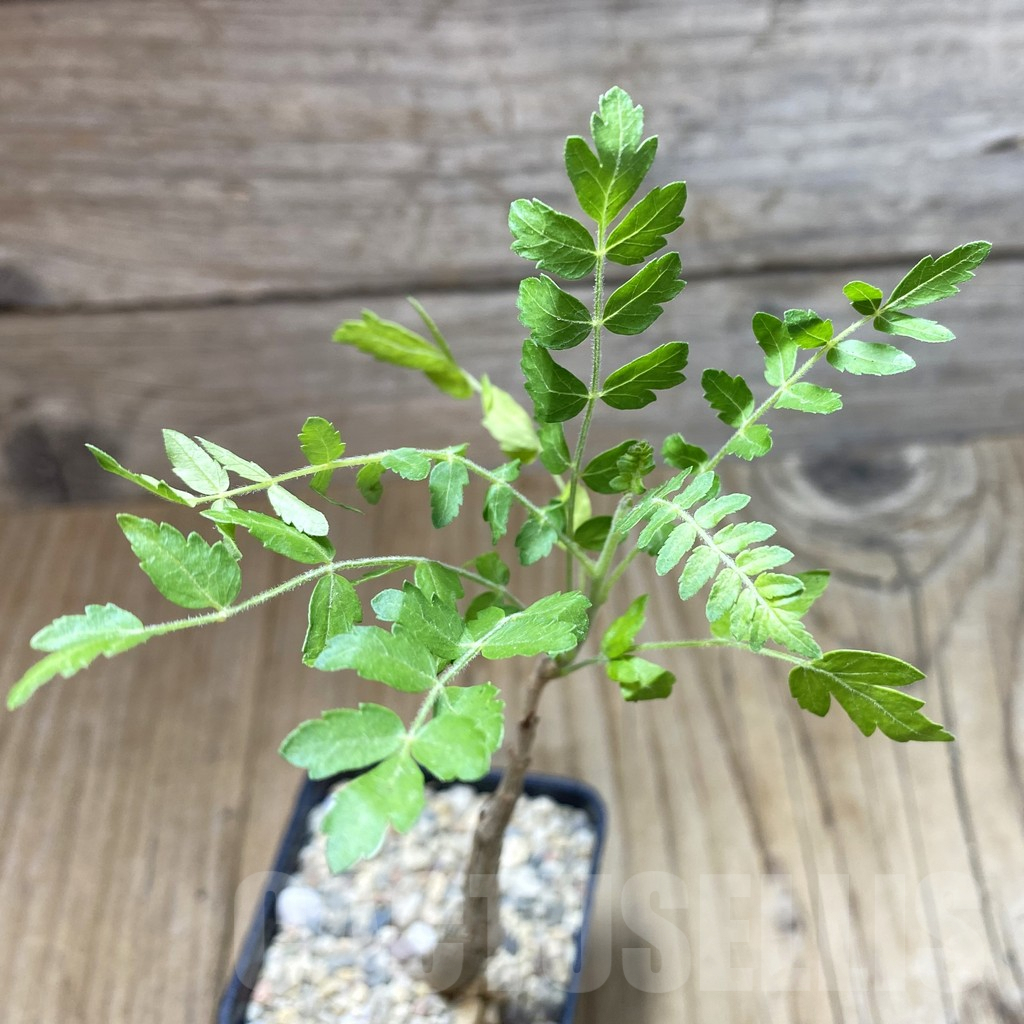 SH1732 Boswellia neglecta